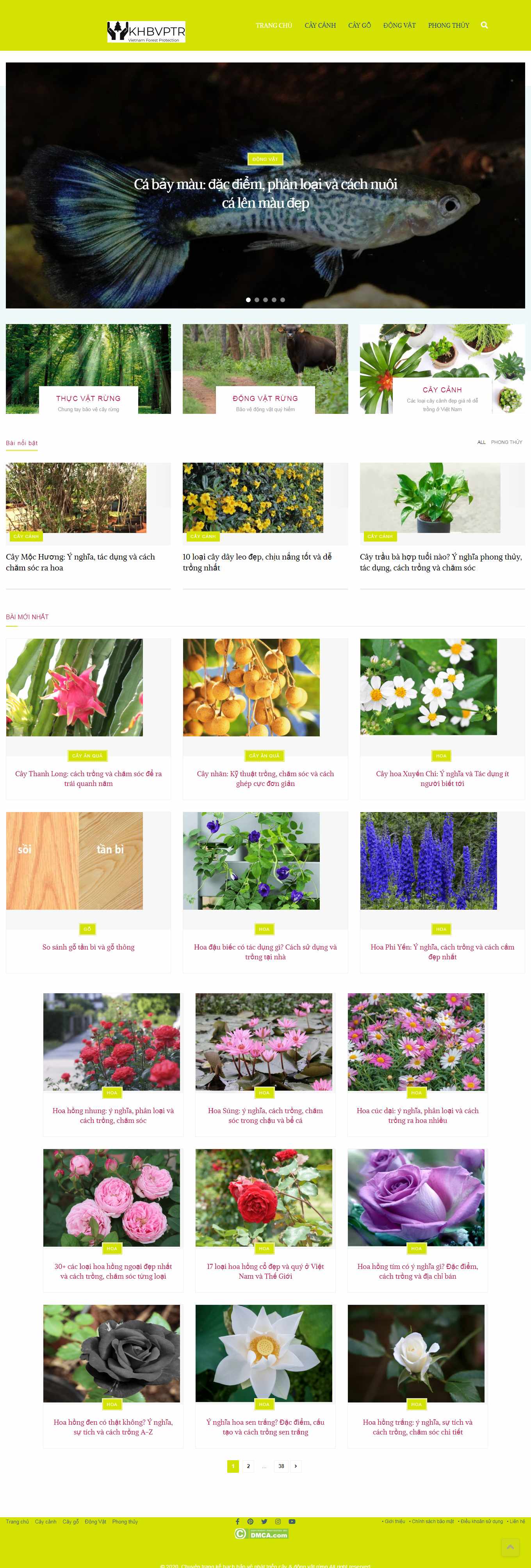 [hoisvcvn] Thiết kế Website Web bán chim cảnh - khbvptrvn