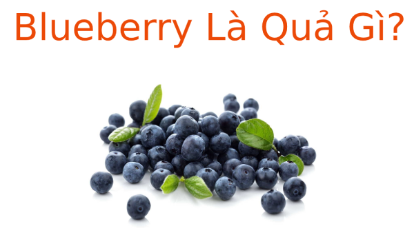 Blueberry là gì? Tìm hiểu về Blueberry