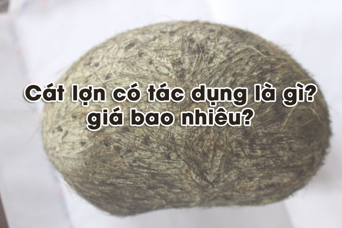 Cát Lợn Là Gì? Tìm Hiểu Về Cát Lợn Là Gì?
