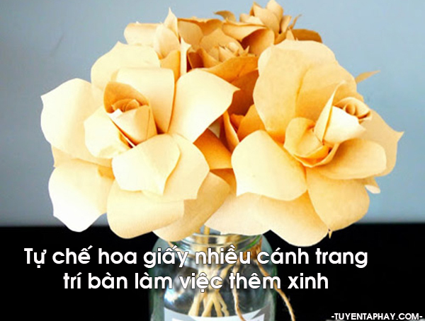 Chi Hoa Giấy Là Gì? Tìm Hiểu Về Chi Hoa Giấy Là Gì?