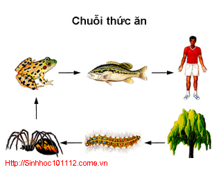 Chuỗi Thức Ăn Là Gì? Tìm Hiểu Về Chuỗi Thức Ăn Là Gì?