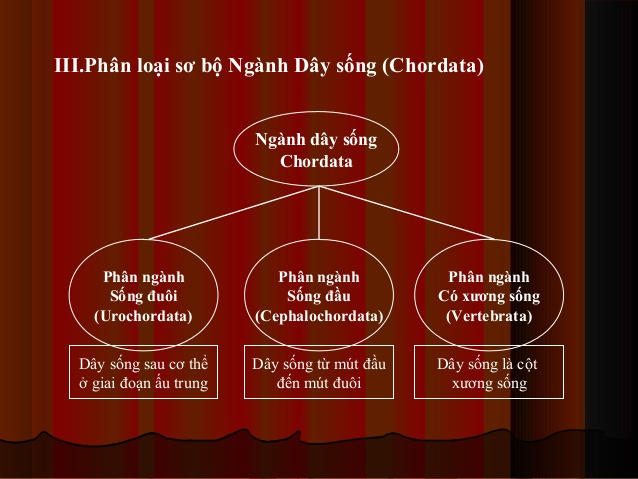 Dây Sống Là Gì? Tìm Hiểu Về Dây Sống Là Gì?