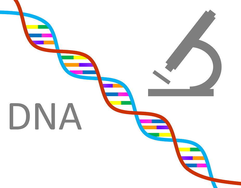 DNA Là Gì? Tìm Hiểu Về DNA Là Gì?