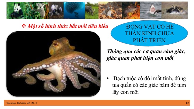 Động Vật Là Gì? Tìm Hiểu Về Động Vật Là Gì?