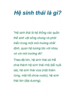 Hệ Sinh Thái Là Gì? Tìm Hiểu Về Hệ Sinh Thái Là Gì?