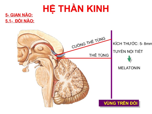 Hệ Thần Kinh Là Gì? Tìm Hiểu Về Hệ Thần Kinh Là Gì?