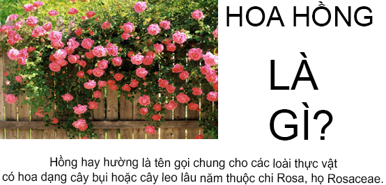 Hoa Hồng Là Gì? Tìm Hiểu Về Hoa Hồng Là Gì?
