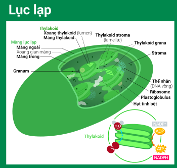 Lục Lạp Là Gì? Tìm Hiểu Về Lục Lạp Là Gì?