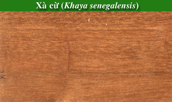 Mây Xà Cừ Là Gì? Tìm Hiểu Về Mây Xà Cừ Là Gì?