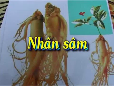 Nhân Sâm Là Gì? Tim Hiểu Về Nhân Sâm Là Gì?