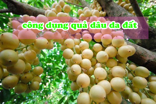 Quả Dâu Da Đất Là Gì? Tìm Hiểu Về Quả Dâu Da Đất Là Gì?