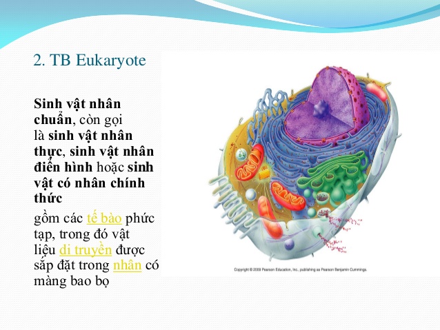 Sinh Vật Nhân Chuẩn Là Gì? Tìm Hiểu Về Sinh Vật Nhân Chuẩn Là Gì?
