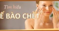 Tế Bào Chết Là Gì? Tìm Hiểu Về Tế Bào Chết Là Gì?