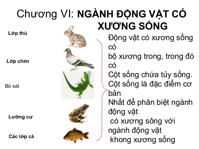 Tìm Hiểu Về Động Vật Có Xương Sống Là Gì?