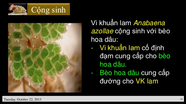 Vi Khuẩn Lam Là Gì? Tìm Hiểu Về Vi Khuẩn Lam Là Gì?